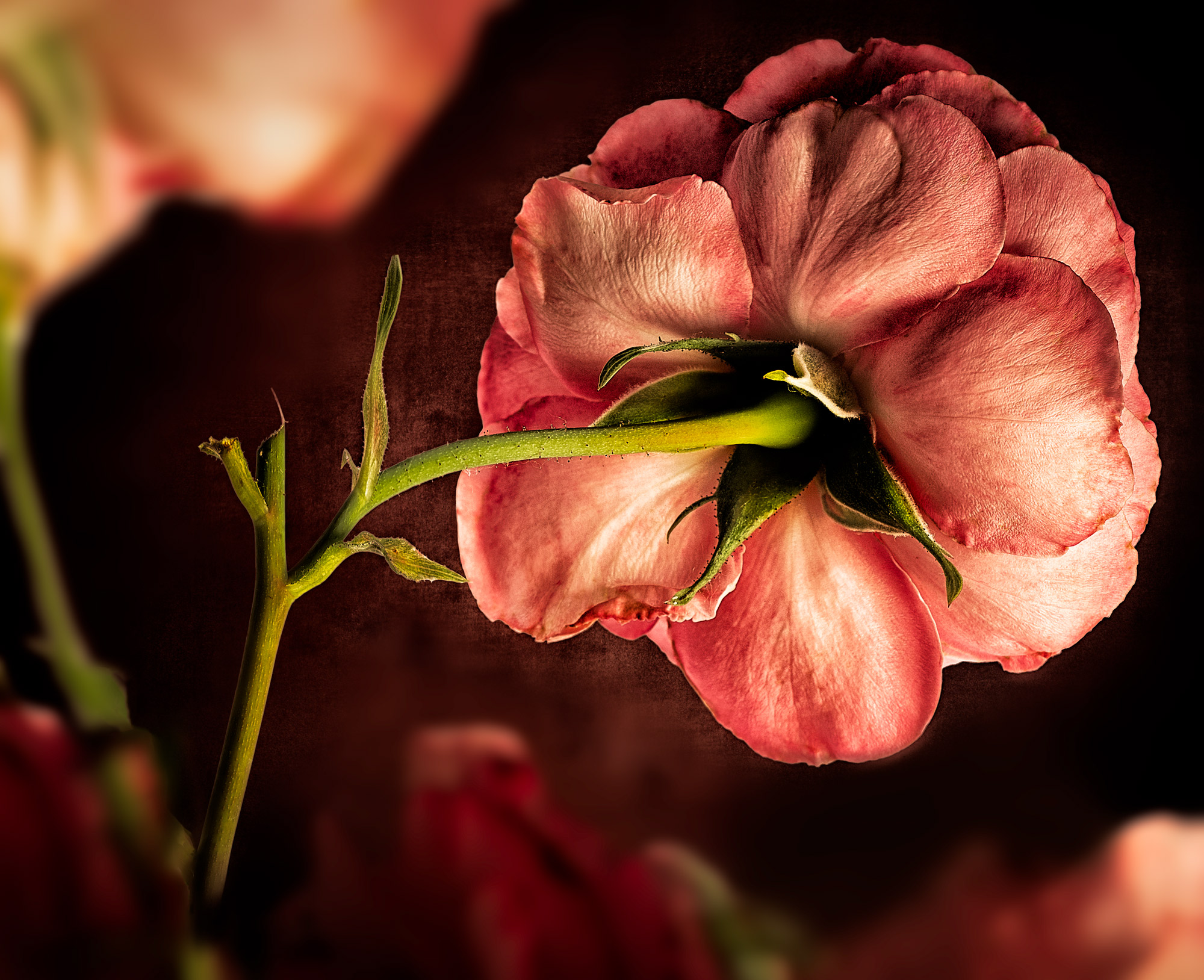 20_482-Roses-lighter-copy