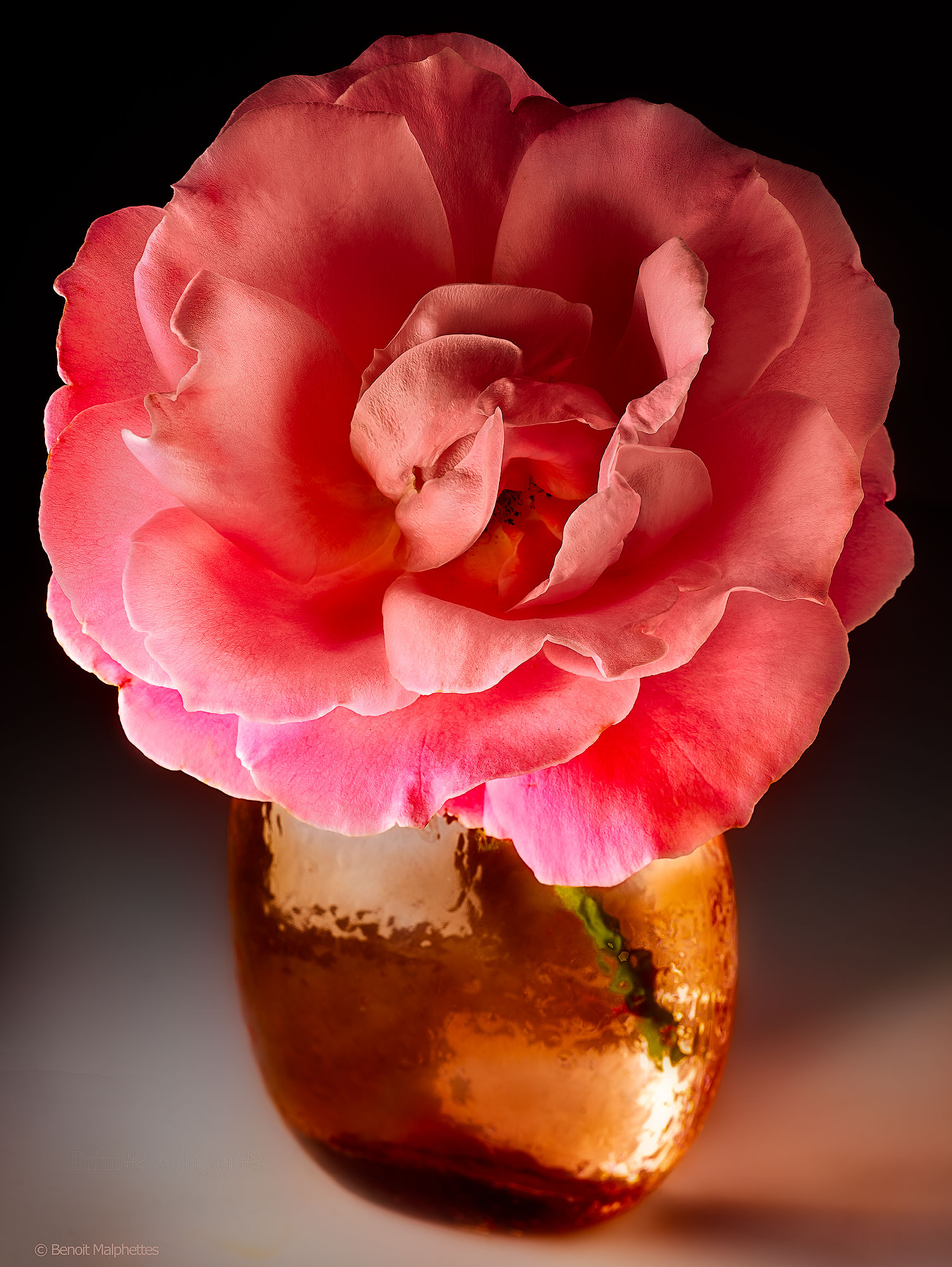 21-48-winter-rose-PRINT-FINAL-WW.psb-4WEB