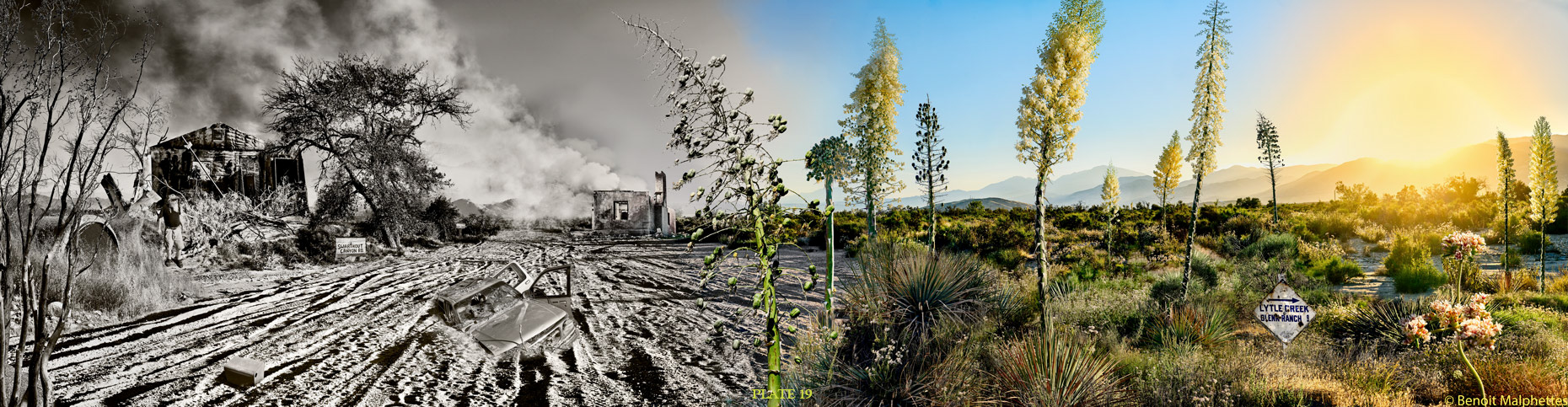 Photographic composite illustrating the Blue Cut Fire from devastation to  renewal
